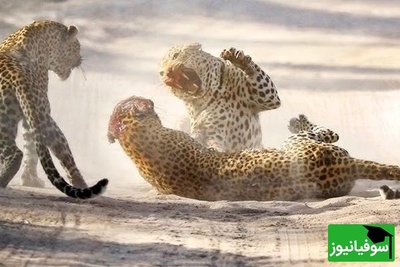 (ویدئو) مستند حیات وحش حیوانات/ راز بقا، این داستان: نبرد مرگبار پلنگ‌های آفریقایی بر سر قلمرو/ ویدئو