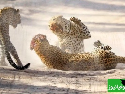 (ویدئو) مستند حیات وحش حیوانات/ راز بقا، این داستان: نبرد مرگبار پلنگ‌های آفریقایی بر سر قلمرو/ ویدئو