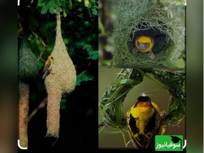 ویدیو/ لانه‌سازی باورنکردنی پرندۀ خیاط/ شاهکاری از هنر طبیعت برای نمایش قدرت الهی