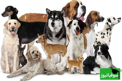 خطای دید/ فقط افرادی با ضریب هوشی بالا می‌توانند "سگ" متفاوت در "گلۀ سگ‌ها" را فقط در عرض 4 ثانیه تشخیص دهند