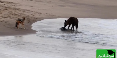 (ویدئو) ویژه علاقه‌مندان به مستند حیات وحش / 
کفتار و طعمه‌ای غیرمنتظره؛ شکار در مرز آب و خشکی