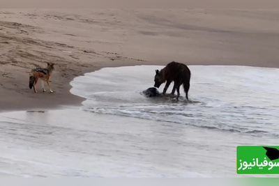 (ویدئو) ویژه علاقه‌مندان به مستند حیات وحش / 
کفتار و طعمه‌ای غیرمنتظره؛ شکار در مرز آب و خشکی