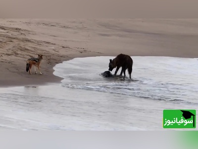 (ویدئو) ویژه علاقه‌مندان به مستند حیات وحش / 
کفتار و طعمه‌ای غیرمنتظره؛ شکار در مرز آب و خشکی