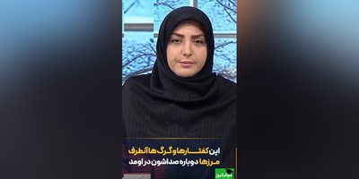 عصبانیت شدید المیرا شریفی مقدم از کفتارها و گرگ‌های آنور مرزها/ اصلا به شما ربطی نداره،شما خیلی بیخود میکنیکه بخوای تو کار مملکت ما دخالت کنی