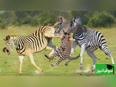 (ویدئو) مستند حیات وحش حیوانات/ راز بقا: نبرد نفس‌گیر گور خر و یوزپلنگ