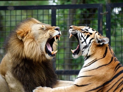 (ویدئو) مستند حیات وحش، راز بقا؛ این داستان: شیر و ببر در قفس به جان هم افتادند