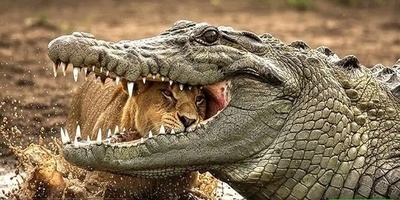 ویدئوی حیات‌وحش روز؛ صحنه‌ای تکان‌دهنده از چرخه بقا در نبرد شیر جوان و کروکودیل