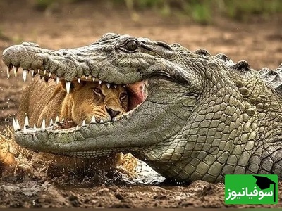 ویدئوی حیات‌وحش روز؛ صحنه‌ای تکان‌دهنده از چرخه بقا در نبرد شیر جوان و کروکودیل