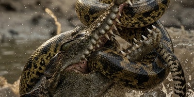 قانون جنگل؛ مستند حیات وحش/ نبرد تمساح و مار؛ دوئل در لجن‌زار+فیلم