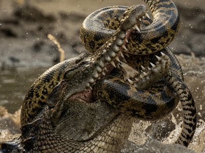 قانون جنگل؛ مستند حیات وحش/ نبرد تمساح و مار؛ دوئل در لجن‌زار+فیلم