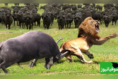 قانون جنگل؛ مستند حیات وحش/ شیر نر در شکار بوفالوی تازه متولد شده ناکام ماند+فیلم