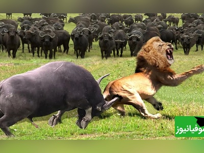 قانون جنگل؛ مستند حیات وحش/ شیر نر در شکار بوفالوی تازه متولد شده ناکام ماند+فیلم