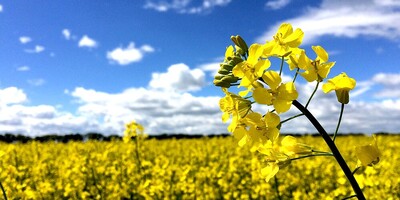 تولید «بذر اصلاح شده کلزا مقاوم به بیماری و سرما» از سوی دانش‌بنیان‌ها