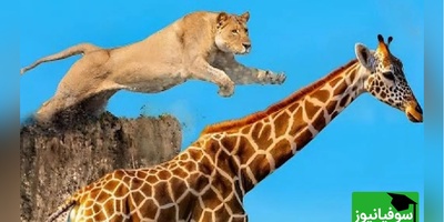 (ویدئو) مستند حیات وحش حیوانات/ راز بقا، این داستان: نبرد تن به تن زرافه و شیر
