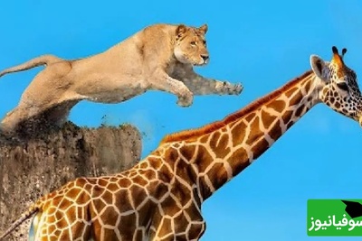 (ویدئو) مستند حیات وحش حیوانات/ راز بقا، این داستان: نبرد تن به تن زرافه و شیر