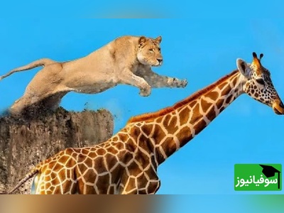 (ویدئو) مستند حیات وحش حیوانات/ راز بقا، این داستان: نبرد تن به تن زرافه و شیر