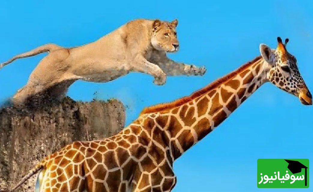 (ویدئو) مستند حیات وحش حیوانات/ راز بقا، این داستان: نبرد تن به تن زرافه و شیر