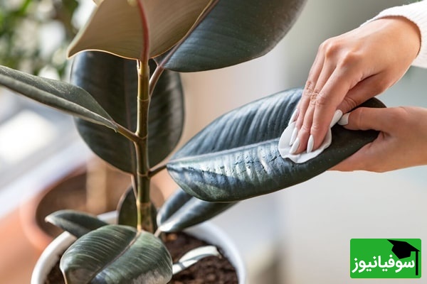 شرایط نگهداری فیکوس