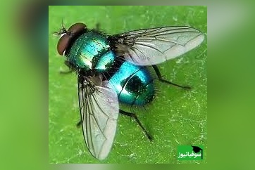 آشنایی با خطرناک‌ترین مگس‌های جهان؛ تهدیدی جدی برای جان انسان‌ها