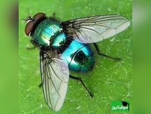 آشنایی با خطرناک‌ترین مگس‌های جهان؛ تهدیدی جدی برای جان انسان‌ها