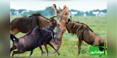 (ویدئو) مستند حیات وحش حیوانات/ راز بقا، این داستان: نبرد نفس‌گیر پلنگ موذی و گوزن یالدار
