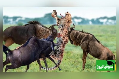 (ویدئو) مستند حیات وحش حیوانات/ راز بقا، این داستان: نبرد نفس‌گیر پلنگ موذی و گوزن یالدار