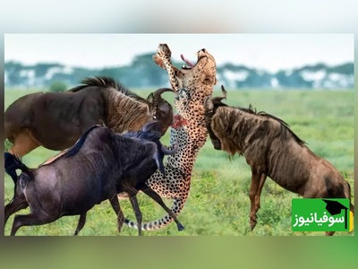 (ویدئو) مستند حیات وحش حیوانات/ راز بقا، این داستان: نبرد نفس‌گیر پلنگ موذی و گوزن یالدار