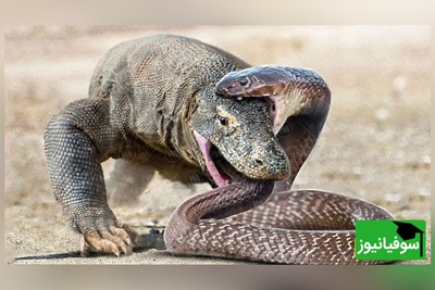 (ویدئو) مستند حیات وحش حیوانات/ جدال بین اژدهای کومودو و مار موذی سر زنده ماندن/ کدوم قوی تره؟