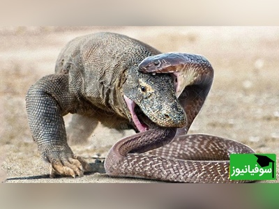 (ویدئو) مستند حیات وحش حیوانات/ جدال بین اژدهای کومودو و مار موذی سر زنده ماندن/ کدوم قوی تره؟