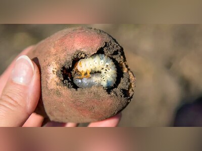 ویدیو/ "کِرم سفید ریشه" قاتل درختان غول‌پیکر و اژدهایی که زیر خاک خفته است