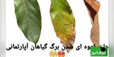 علت‌ های رایج لکه‌ های سیاه و سوختگی روی برگ گیاهان آپارتمانی+ ویدئو