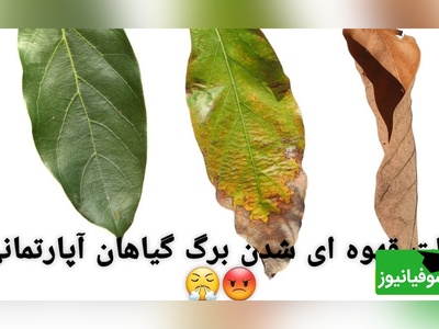علت‌ های رایج لکه‌ های سیاه و سوختگی روی برگ گیاهان آپارتمانی+ ویدئو