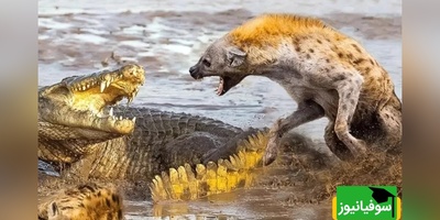 (ویدئو)  مستند حیات وحش حیوانات / راز بقا، این داستان: کفتارها و تمساح
