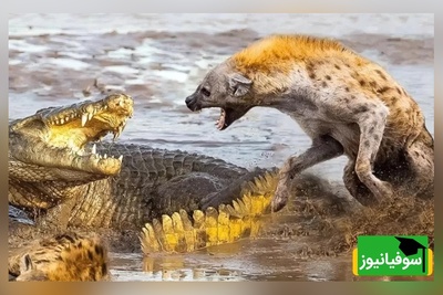 (ویدئو)  مستند حیات وحش حیوانات / راز بقا، این داستان: کفتارها و تمساح