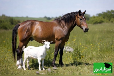 (خطای دید) آیا مغز شما جزو 7٪ تیزبین‌هاست؟ این تصویر فریبنده پاسخ را می‌دهد