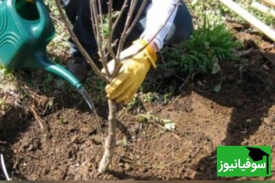 کاشت نهال‌های زیتون به نام شهدای دانشجو در دانشگاه تهران؛ آغاز یک سنت ماندگار!