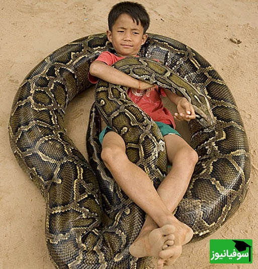 (ویدئو) مستند حیات وحش حیوانات/ راز بقا:: لحظه هیجان انگیز باز کردن تخم مار پیتون و خارج کردن بچه مارها