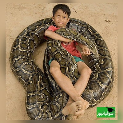 (ویدئو) مستند حیات وحش حیوانات/ راز بقا:: لحظه هیجان انگیز باز کردن تخم مار پیتون و خارج کردن بچه مارها