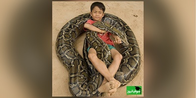 (ویدئو) مستند حیات وحش حیوانات/ راز بقا:: لحظه هیجان انگیز باز کردن تخم مار پیتون و خارج کردن بچه مارها