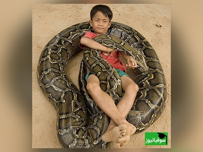 (ویدئو) مستند حیات وحش حیوانات/ راز بقا:: لحظه هیجان انگیز باز کردن تخم مار پیتون و خارج کردن بچه مارها