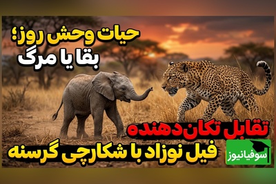 ویدئوی حیات وحش روز؛ بقا یا مرگ، تقابل تکان‌دهنده فیل نوزاد با شکارچی گرسنه