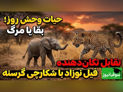 ویدئوی حیات وحش روز؛ بقا یا مرگ، تقابل تکان‌دهنده فیل نوزاد با شکارچی گرسنه