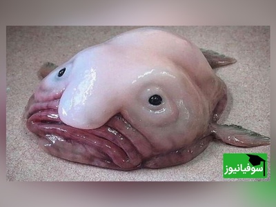 تصویر| چرا این موجودات بامزه و عجیب قبل از  سال 2024 کشف نشدند؟!