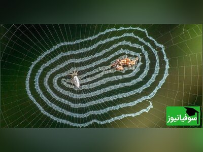 (ویدئو) نحوۀ تنیدن تار توسط عنکبوت را از نزدیک ببینید/ یدونه گلدوزی کم داشت برای خیاطی خوشگلش