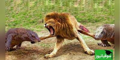 (ویدئو)ویژه علاقه مندان به مستند حیات وحش حیوانات/ راز بقا، این داستان: نبرد نفس‌گیر اژدهای کومودوی  و سلطان جنگل، شیر