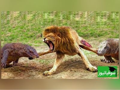 (ویدئو)ویژه علاقه مندان به مستند حیات وحش حیوانات/ راز بقا، این داستان: نبرد نفس‌گیر اژدهای کومودوی  و سلطان جنگل، شیر