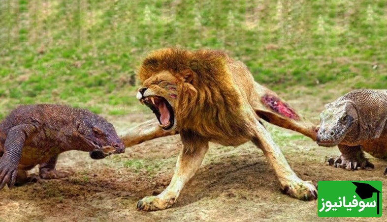 (ویدئو)ویژه علاقه مندان به مستند حیات وحش حیوانات/ راز بقا، این داستان: نبرد نفس‌گیر اژدهای کومودوی  و سلطان جنگل، شیر