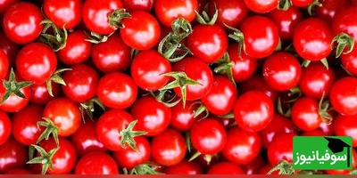 چالش دقت/ حتی افرادی با قدرت بینایی 10 از 10 نتوانستند در 7 ثانیه "گوجه فرنگی" را در میان "آلبالوها" پیدا کنند