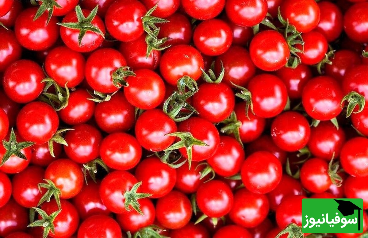 چالش دقت/ حتی افرادی با قدرت بینایی 10 از 10 نتوانستند در 7 ثانیه "گوجه فرنگی" را در میان "آلبالوها" پیدا کنند