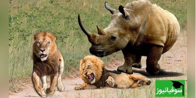 (ویدئو) مستند حیات وحش حیوانات/ راز بقا، این داستان: تلاش طاقت فرسای شیر برای شکار کرگدن و به رخ کشیدن هیکل کرگدن در مقابل شیر